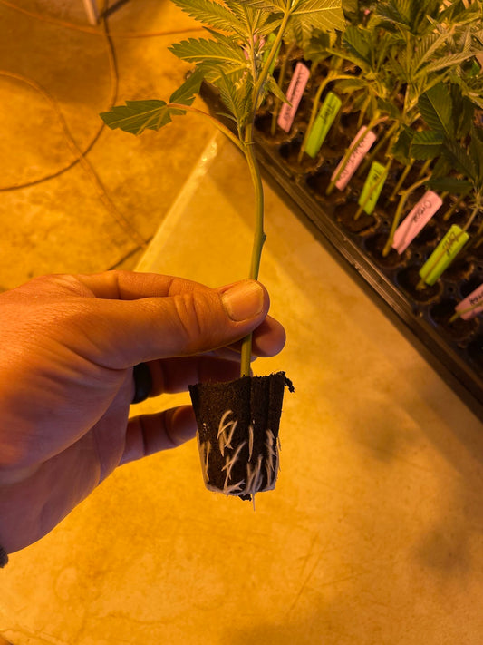 Caring for your newly arrived cannabis clones