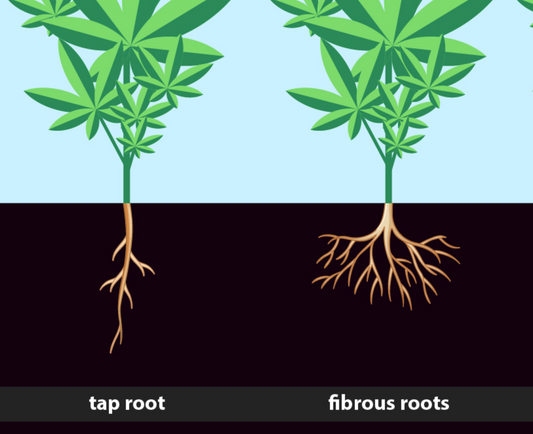 The Superiority of Fibrous Roots in Cannabis Clones: Unleashing the Potential