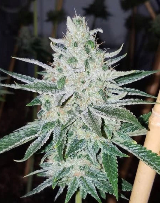 Chem 91 Unrooted cutting